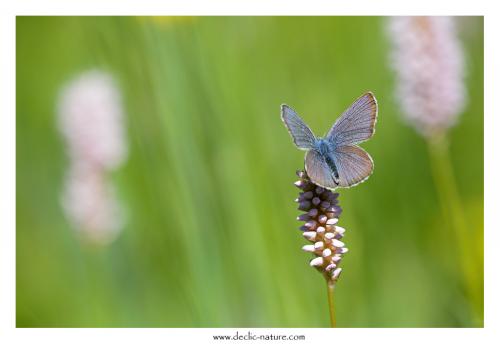 Cyaniris semiargus