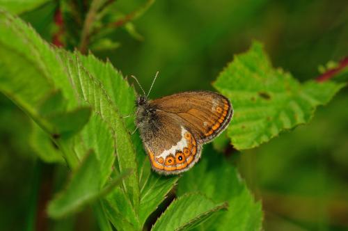 Réf. 123 914 : Coenonympha hero