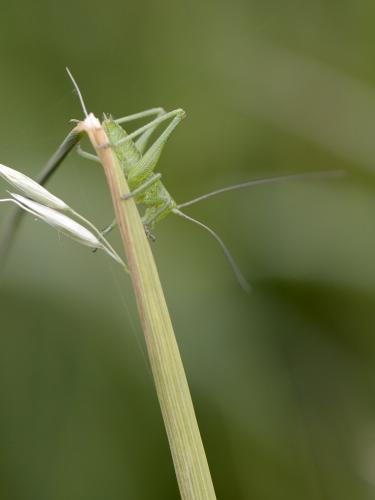 Tettigonia viridissima