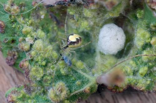 Theridion varians