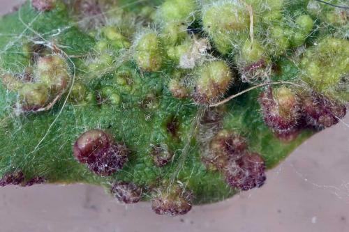 Réf. 123 222 : Aceria aceriscampestris