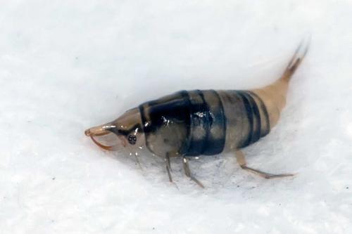 Réf. 123 007 : Hyphydrus sp.