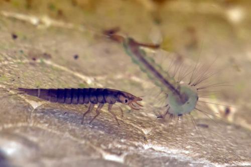 Réf. 123 451 : Hyphydrus sp.