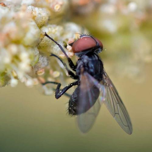 Phasia sp.