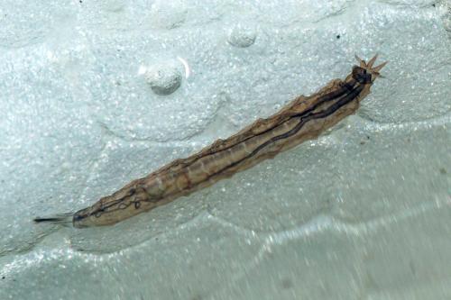 Réf. 123 668 : Sepedon sp.