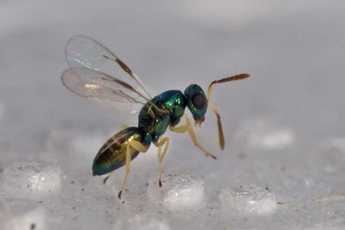 Mesopolobus morys