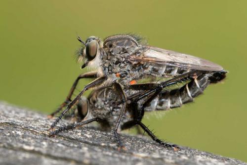 Réf. 123 984 : Machimus sp.