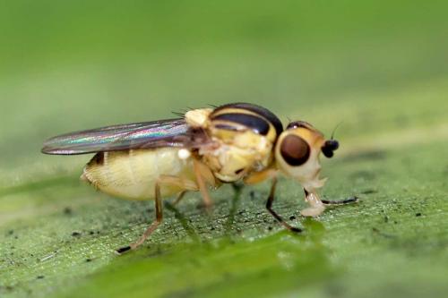 Thaumatomyia sp.