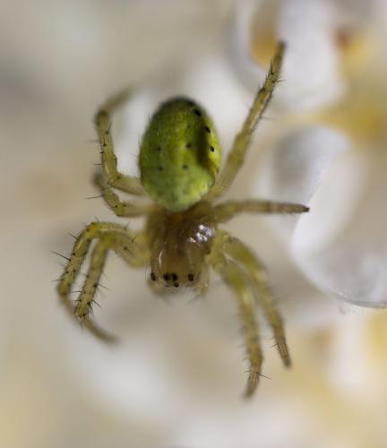 Araniella sp.