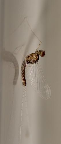 Cloeon dipterum