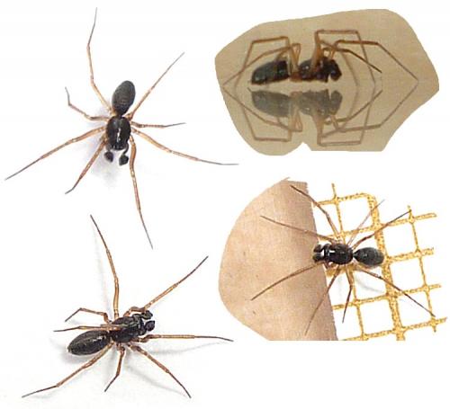 Réf. 123 659 : Agyneta rurestris