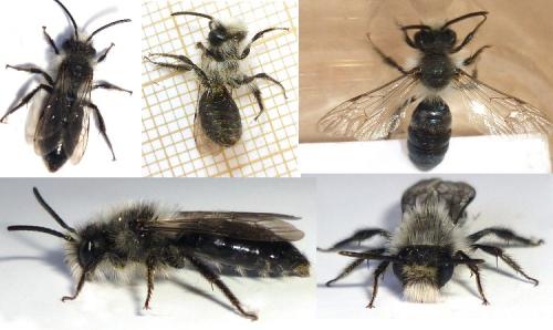 Andrena cineraria