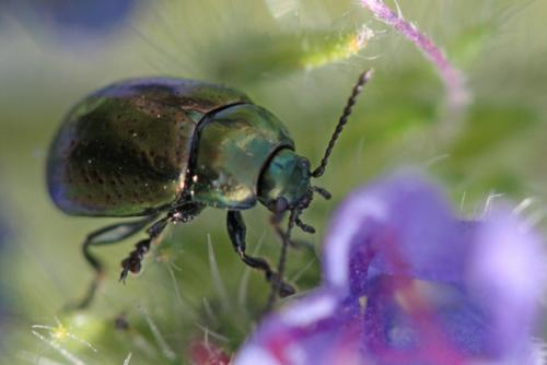 Réf. 123 176 : Chrysolina hyperici