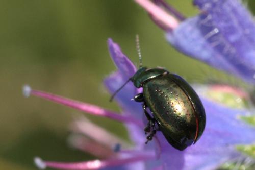 Réf. 123 175 : Chrysolina hyperici