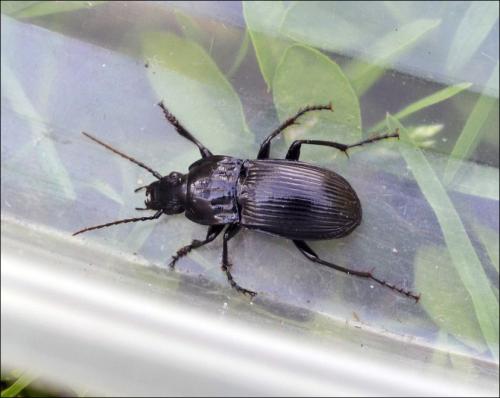 Réf. 123 503 : Abax parallelepipedus