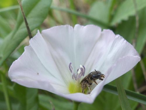 Lasioglossum sp.