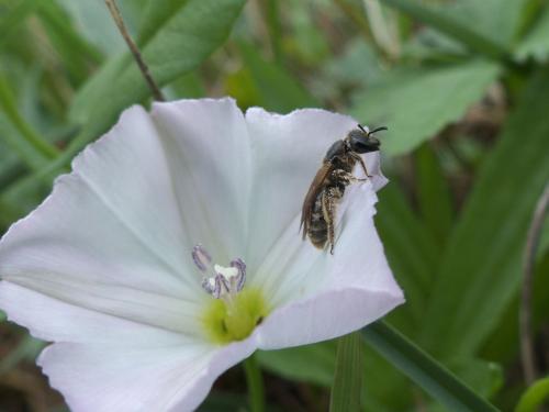 Lasioglossum sp.