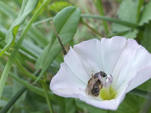 Lasioglossum sp.
