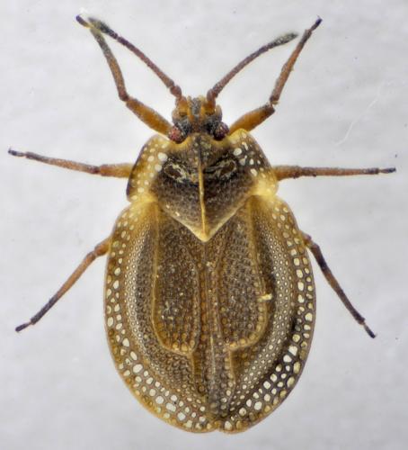 Acalypta nigrinervis