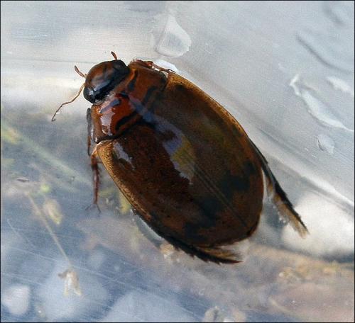 Réf. 123 418 : Acilius canaliculatus