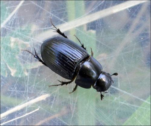Acrossus sp.