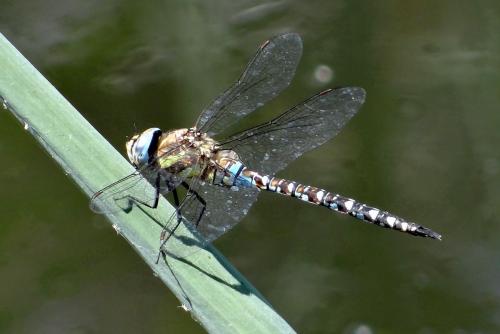 Réf. 123 438 : Aeshna mixta