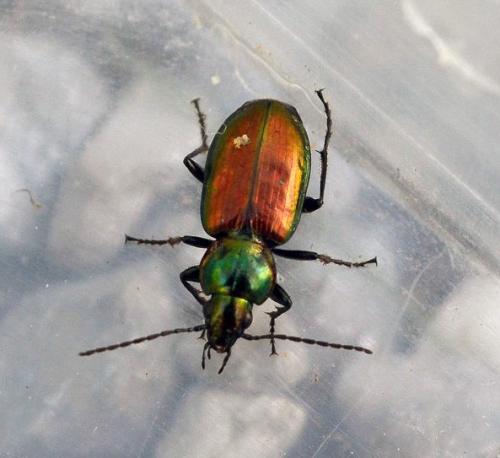 Réf. 123 407 : Agonum sexpunctatum