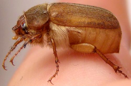 Amphimallon sp.