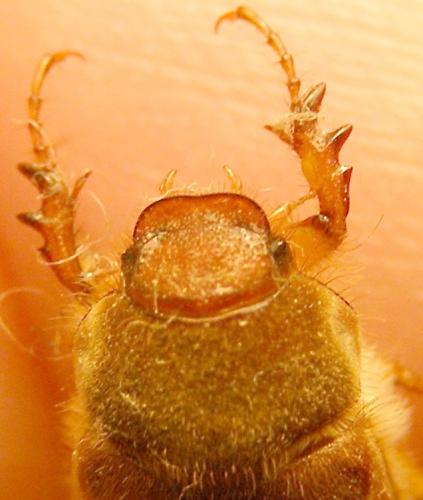 Amphimallon sp.