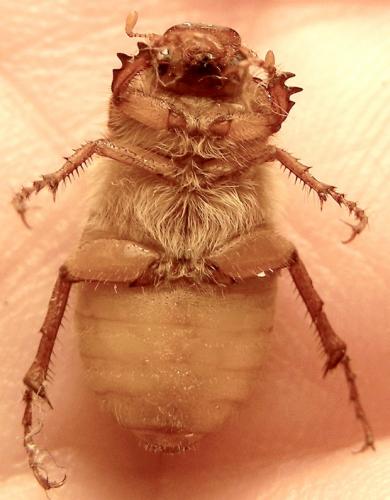 Amphimallon sp.