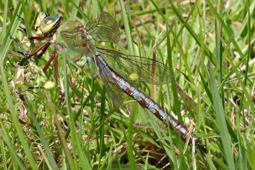 Anax imperator