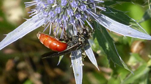 Sphecodes sp.