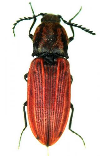 Réf. 123 188 : Anostirus purpureus