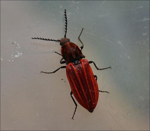 Réf. 123 649 : Anostirus purpureus
