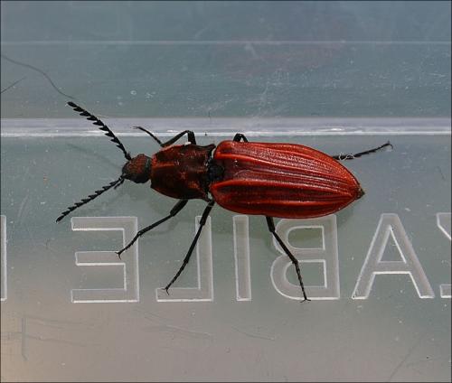 Anostirus purpureus