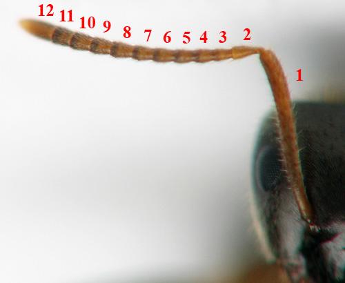 Réf. 123 645 : Lasius platythorax