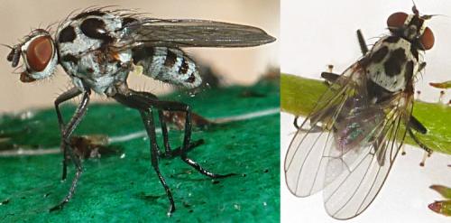 Réf. 123 519 : Anthomyia sp.