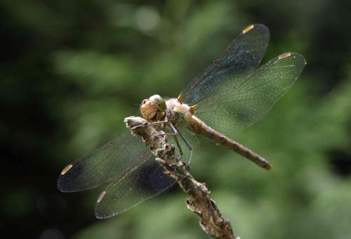 Sympetrum striolatum