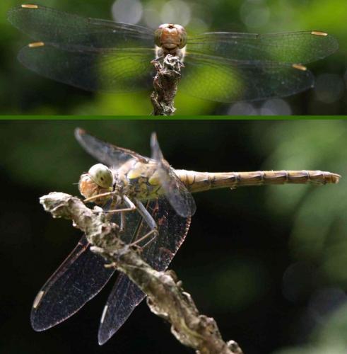 Sympetrum striolatum