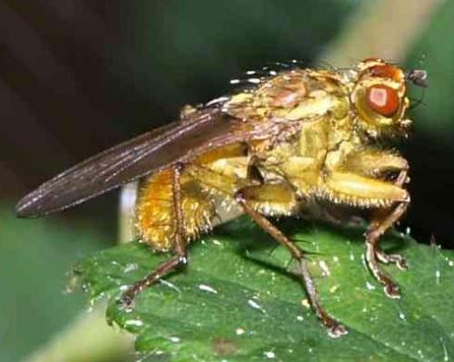 Scathophaga stercoraria