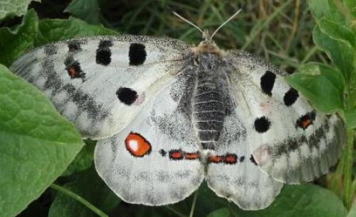 Parnassius apollo
