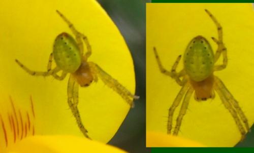 Araniella sp.