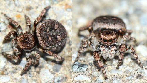 Sittisax saxicola