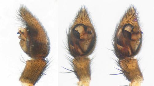 Réf. 123 108 : Xerolycosa nemoralis