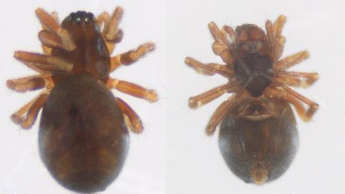 Diplocephalus latifrons