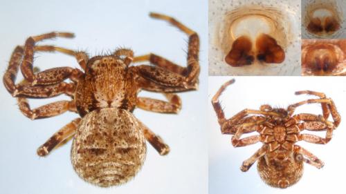 Réf. 123 280 : Xysticus luctuosus