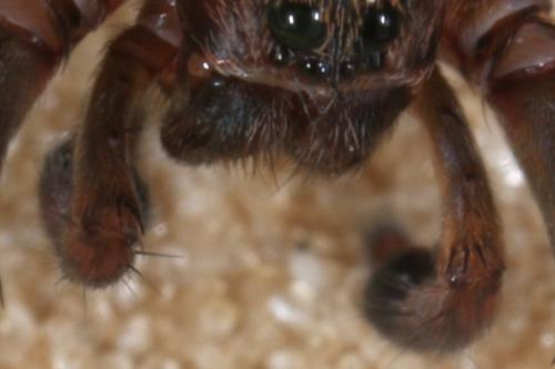 Trochosa sp.