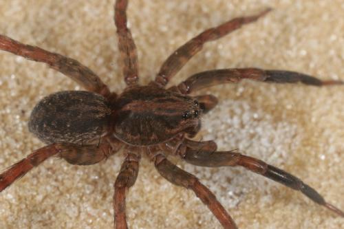 Trochosa sp.