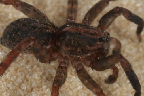Trochosa sp.