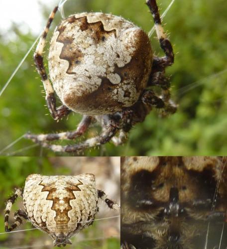 Araneus angulatus